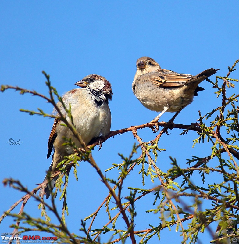 Bird watching in Nilgiris-singing-bush-larks-2.jpg