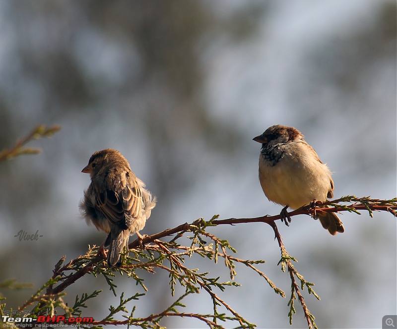 Bird watching in Nilgiris-singing-bush-larks-1.jpg