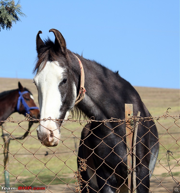 Bird watching in Nilgiris-horse.jpg