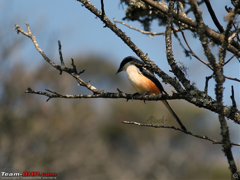 Bird watching in Nilgiris-long-tailed-shrike.jpg