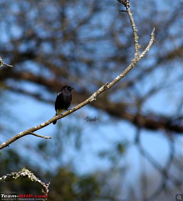 Bird watching in Nilgiris-pied-bushchat-2.jpg