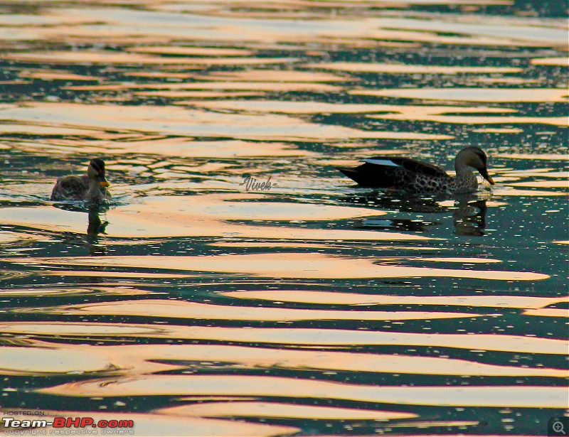 Bird watching in Nilgiris-spot-billed-ducks.jpg