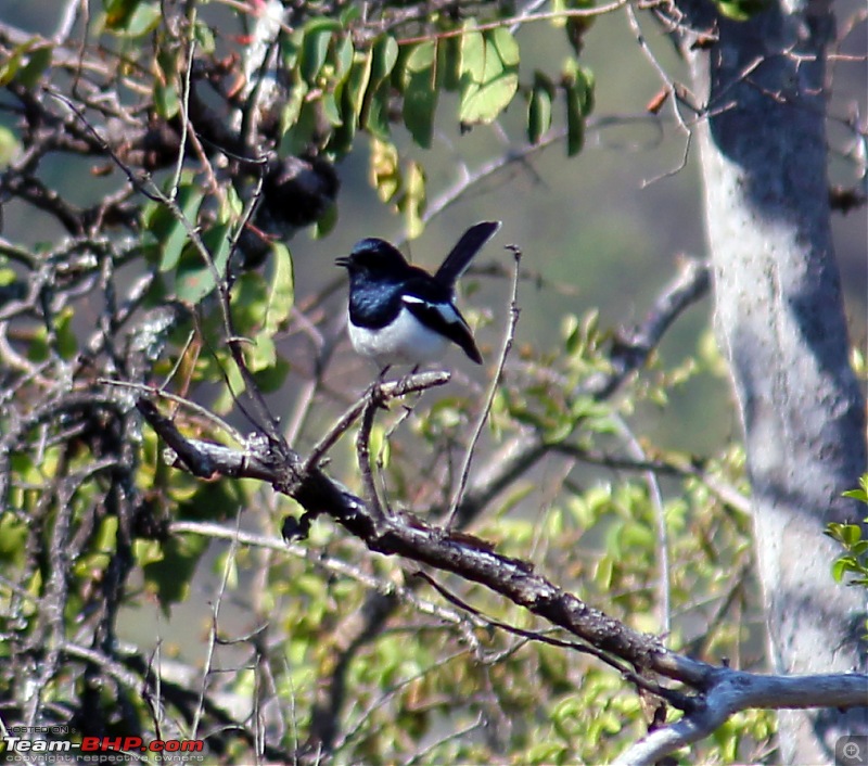 Bird watching in Nilgiris-robin.jpg
