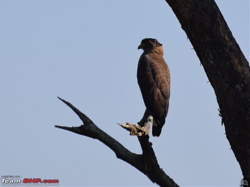 Road-trip: Bangalore -> Bandipur -> Gudalur-b1303_common-buzzard.jpg