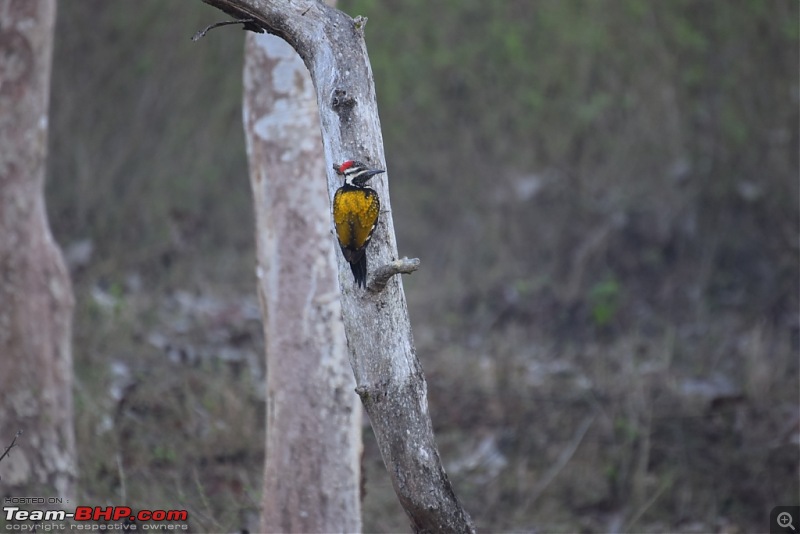 Road-trip: Bangalore -> Bandipur -> Gudalur-b5401_black-rumped-flameback.jpg