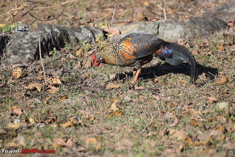 Road-trip: Bangalore -> Bandipur -> Gudalur-junglefowl.jpg