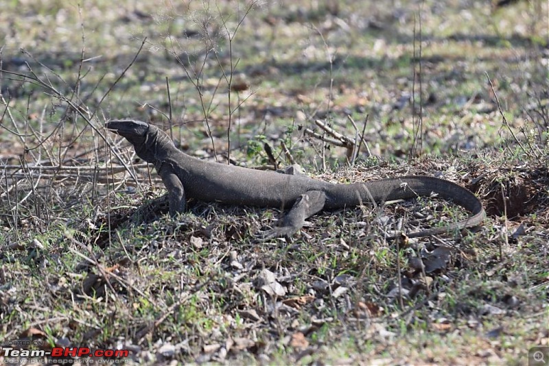 Road-trip: Bangalore -> Bandipur -> Gudalur-monitor-lizard.jpg