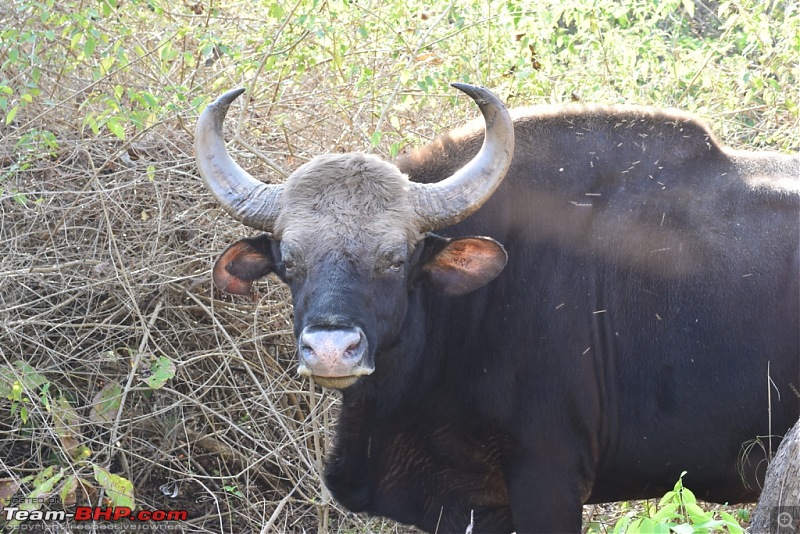 Road-trip: Bangalore -> Bandipur -> Gudalur-wild-bison-closeup.jpg