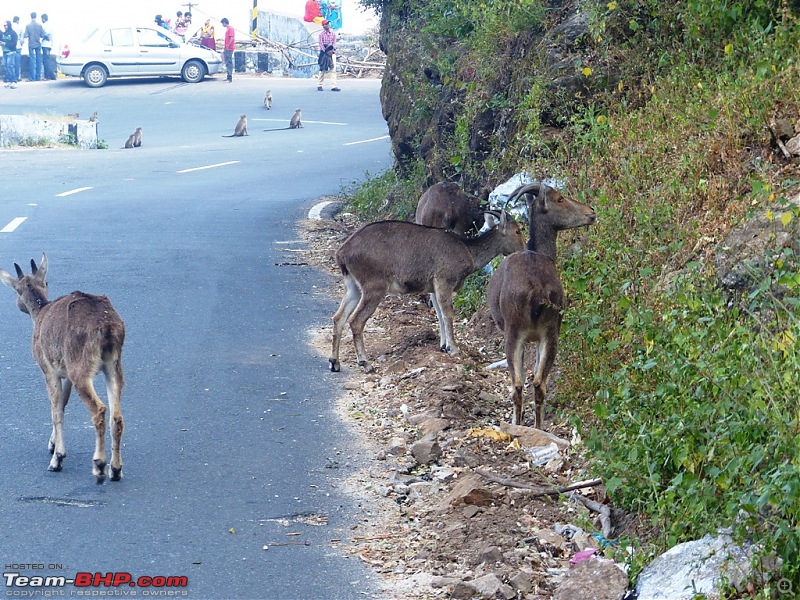 Pun-toured: The beautiful Western Ghats revisited-p1060490.jpg