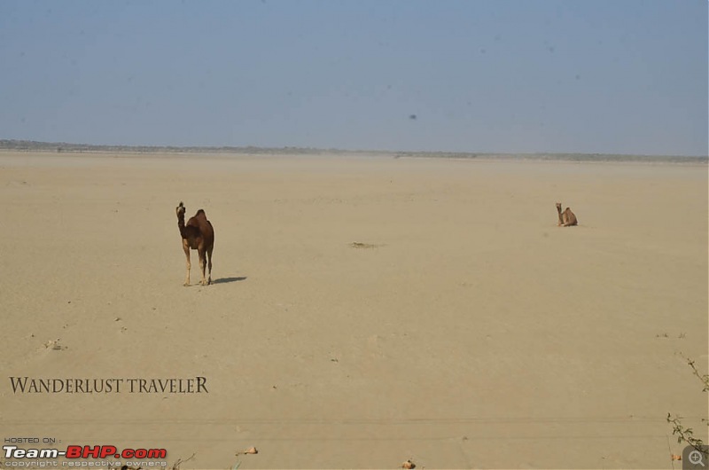 Wanderlust Traveller: Bangalore to the western frontier - White Rann, Vigakot, Lakhpat & Dholavira-suh_9218.jpg