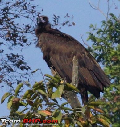 Hawk-On-Fours (H-4) Roadtrip: Rajaji National Park, Chilla | A short vacation & an angry elephant-birds-2.jpg