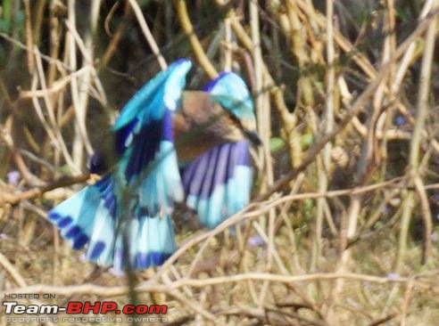 Hawk-On-Fours (H-4) Roadtrip: Rajaji National Park, Chilla | A short vacation & an angry elephant-bird-1.jpeg