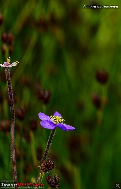 The Mandini Valley, Garhwal Mountains & Monsoons-mandini-trek-173-thauli1.jpg