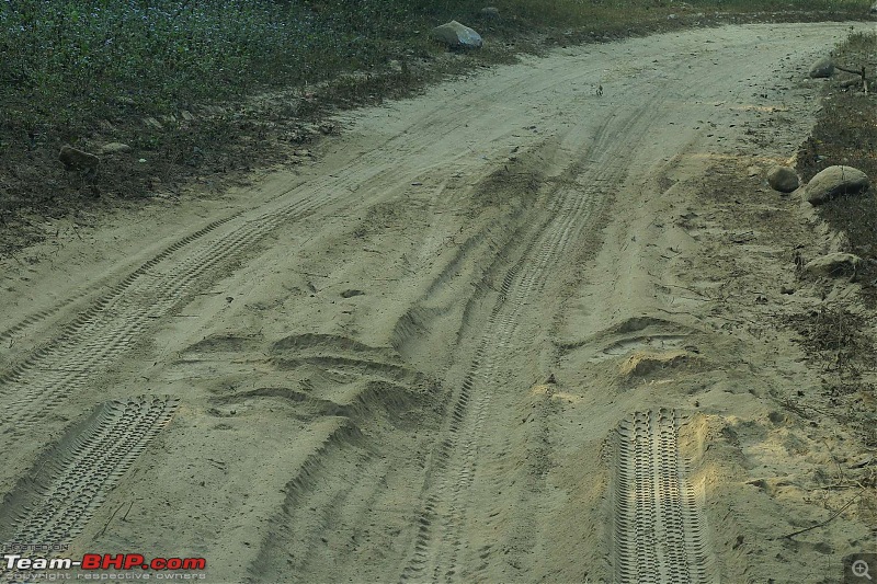Hawk-On-Fours (H-4) Roadtrip: Rajaji National Park, Chilla | A short vacation & an angry elephant-rajajianimals-6.jpg