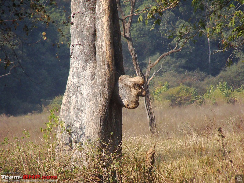 Hawk-On-Fours (H-4) Roadtrip: Rajaji National Park, Chilla | A short vacation & an angry elephant-rajajianimals-3.jpg