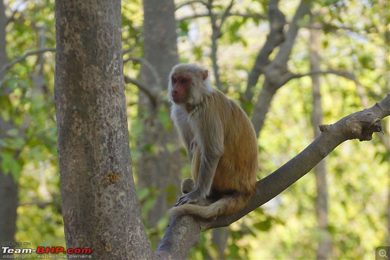 Hawk-On-Fours (H-4) Roadtrip: Rajaji National Park, Chilla | A short vacation & an angry elephant-rajajiafternoon-21.jpg