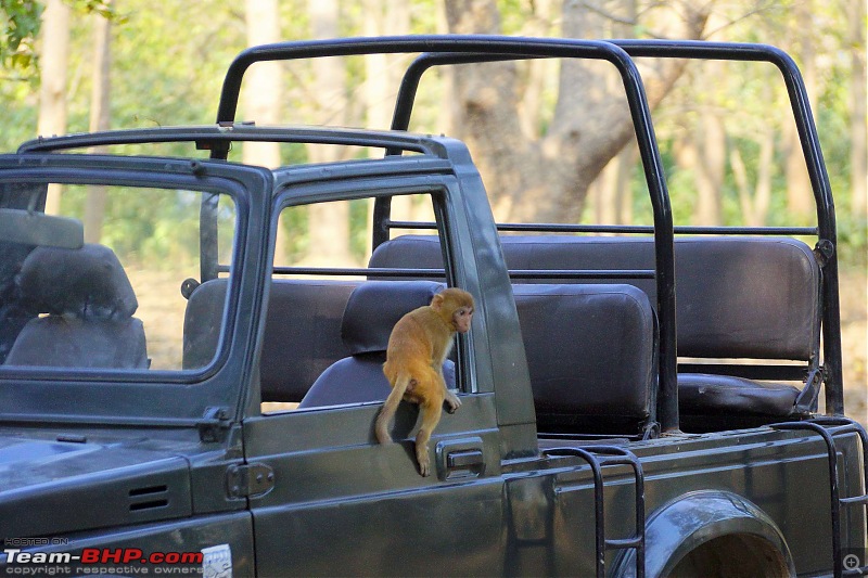 Hawk-On-Fours (H-4) Roadtrip: Rajaji National Park, Chilla | A short vacation & an angry elephant-rajajiafternoon-20.jpg