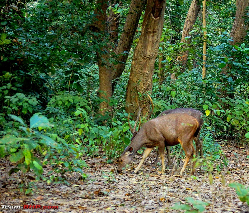 Hawk-On-Fours (H-4) Roadtrip: Rajaji National Park, Chilla | A short vacation & an angry elephant-rajajiafternoon-5.jpg