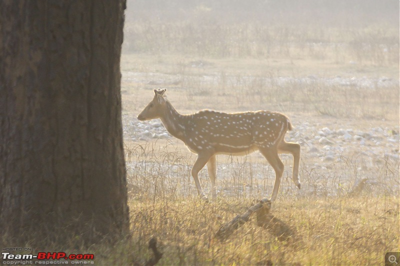 Hawk-On-Fours (H-4) Roadtrip: Rajaji National Park, Chilla | A short vacation & an angry elephant-rajajiafternoon-23.jpg