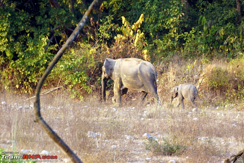 Hawk-On-Fours (H-4) Roadtrip: Rajaji National Park, Chilla | A short vacation & an angry elephant-rajajiafternoon-9.jpg