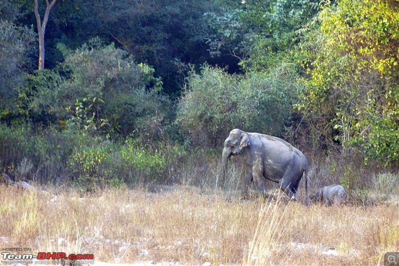 Hawk-On-Fours (H-4) Roadtrip: Rajaji National Park, Chilla | A short vacation & an angry elephant-rajajiafternoon-7.jpg