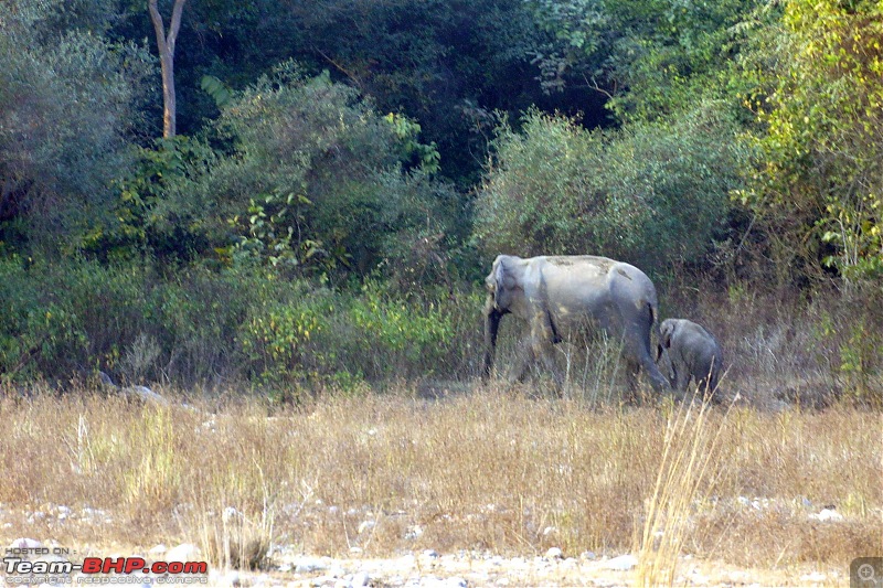 Hawk-On-Fours (H-4) Roadtrip: Rajaji National Park, Chilla | A short vacation & an angry elephant-rajajiafternoon-6.jpg