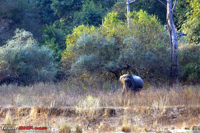 Hawk-On-Fours (H-4) Roadtrip: Rajaji National Park, Chilla | A short vacation & an angry elephant-rajajiafternoon-14.jpg