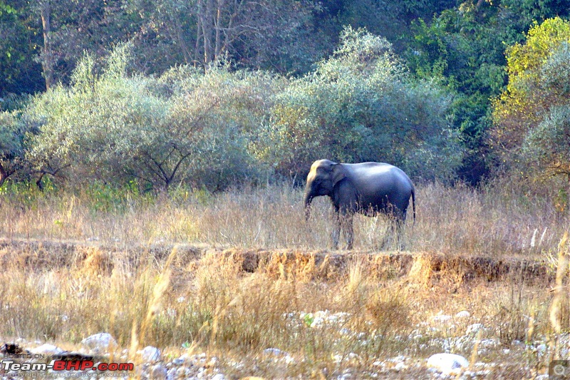 Hawk-On-Fours (H-4) Roadtrip: Rajaji National Park, Chilla | A short vacation & an angry elephant-rajajiafternoon-15.jpg