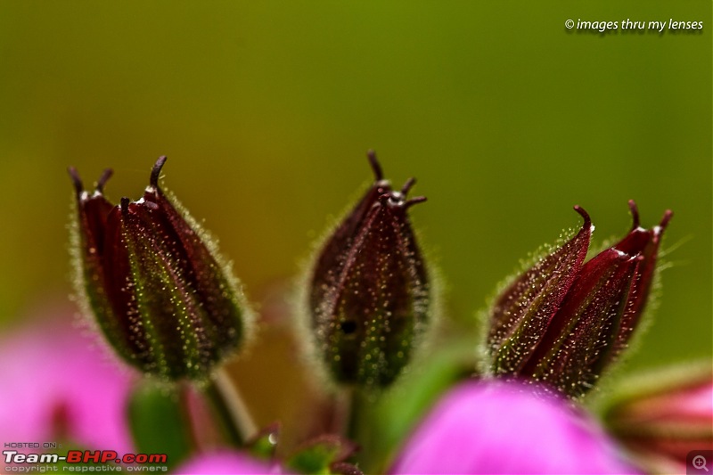 The Mandini Valley, Garhwal Mountains & Monsoons-mandini-trek-267-dagla1.jpg