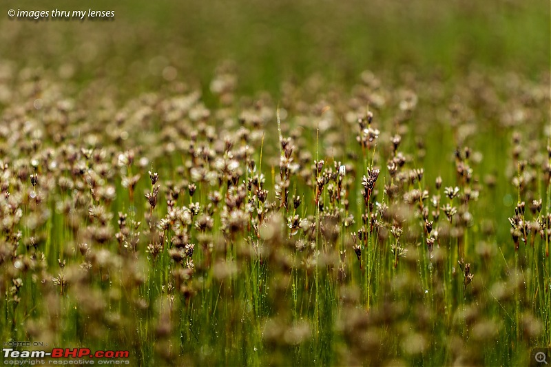 The Mandini Valley, Garhwal Mountains & Monsoons-mandini-trek-510-hembook-col1.jpg