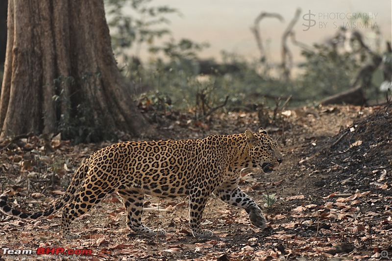 Kabini never disappoints! Four safaris, seven sightings-kbnfeb17008.jpg