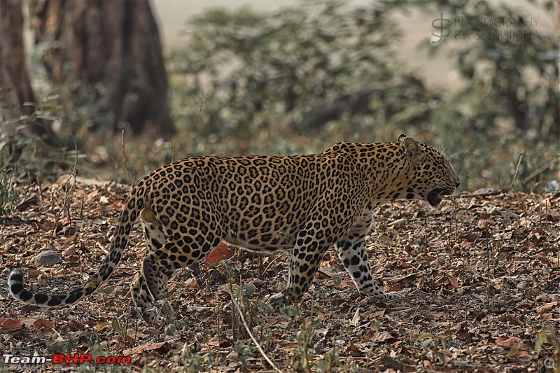 Kabini never disappoints! Four safaris, seven sightings-kbnfeb17009.jpg