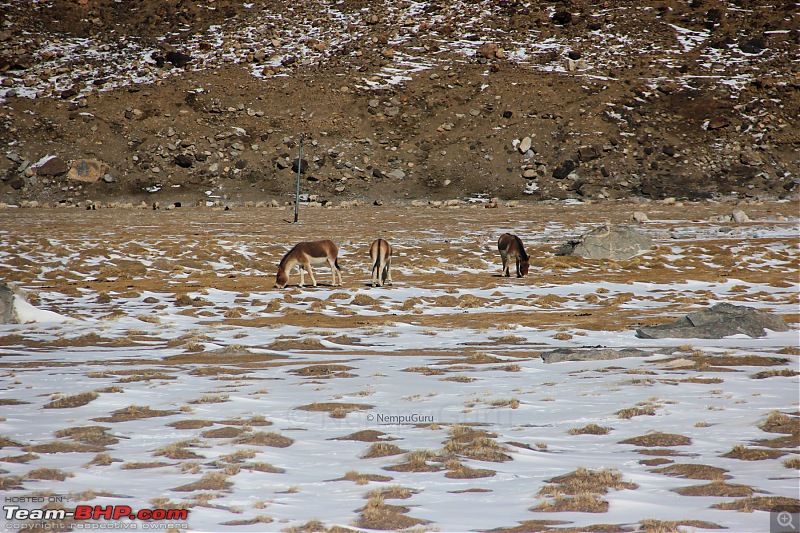 Five brother's winter trip to Leh - Ladakh-img_1883.jpg