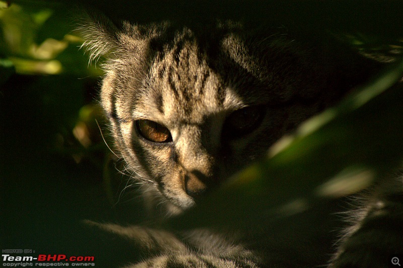 Kolkata to Kumaon in a Duster AWD-watching.jpg