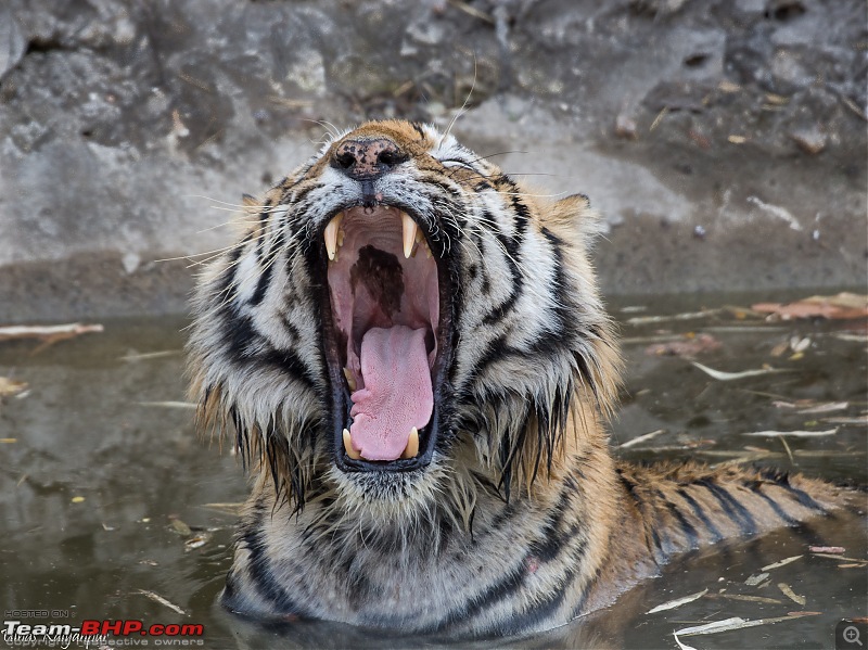 Tadoba Wilderness!-bheem-yawning.jpg