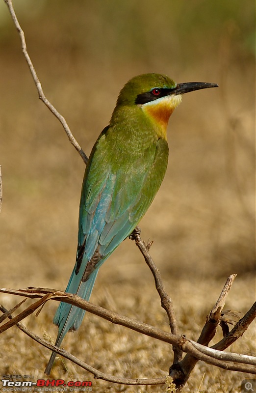 Birding around Mysore - A Photologue-bluetailed-bee-eater3.jpg