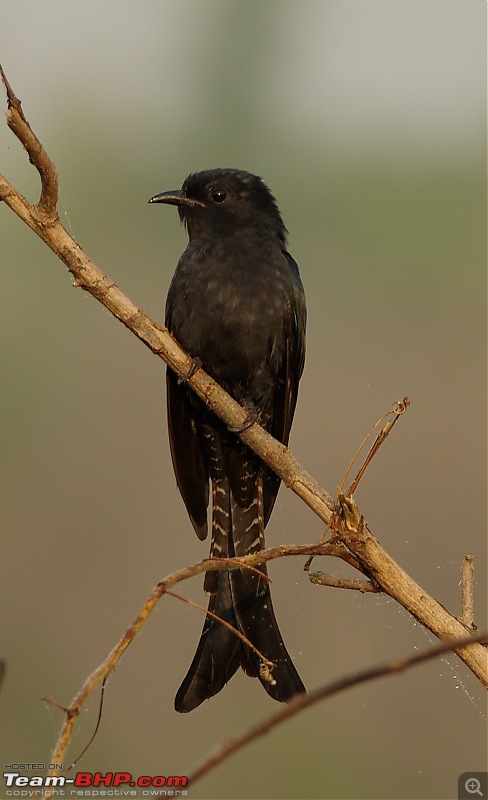 Birding around Mysore - A Photologue-black-drongo1.jpg