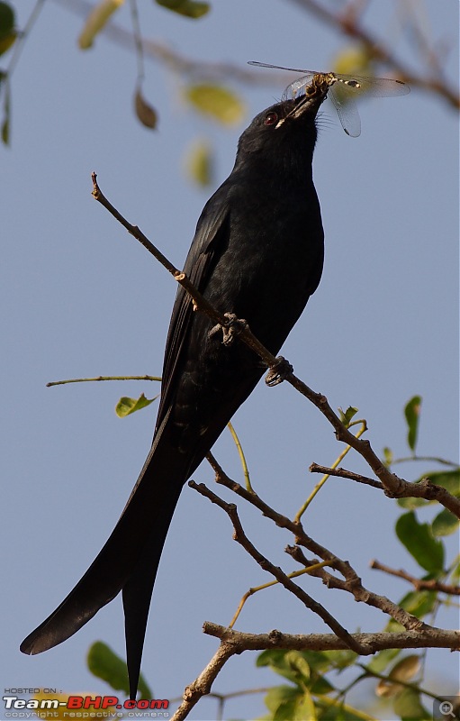 Birding around Mysore - A Photologue-black-drongo3.jpg
