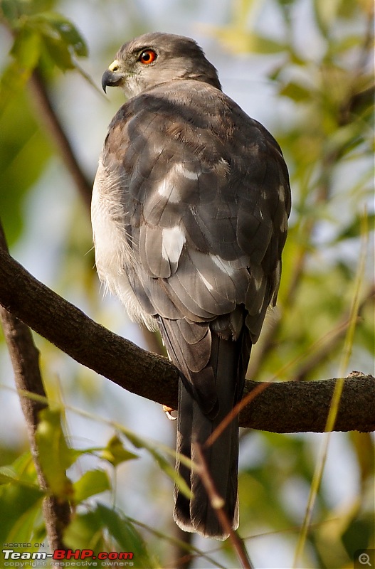 Birding around Mysore - A Photologue-shikra2.jpg