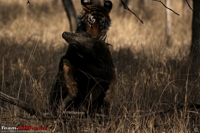 My Man Cave + A Close Encounter in Wayanad!-capture3.jpg