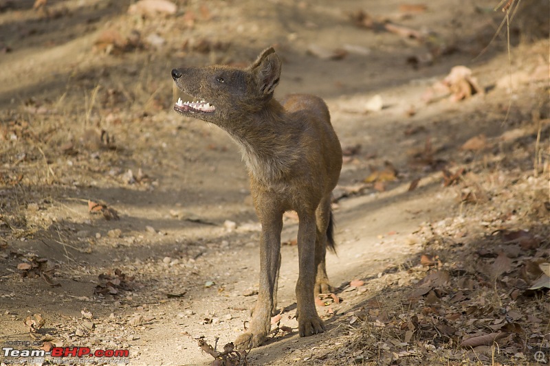 The Jungles of Pench-12.jpg