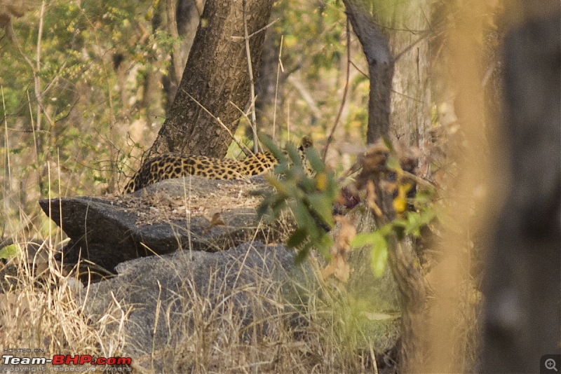 The Jungles of Pench-13.jpg