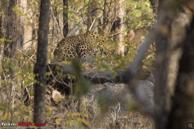 The Jungles of Pench-14.jpg