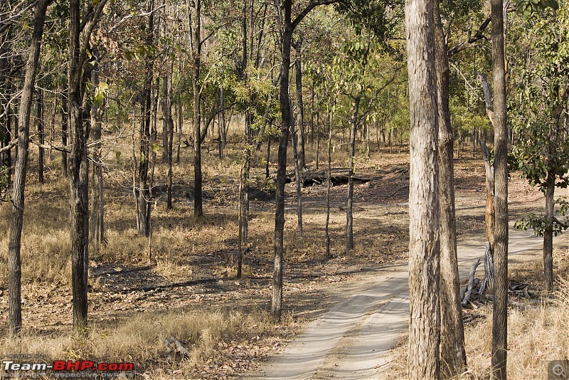 The Jungles of Pench-19.jpg