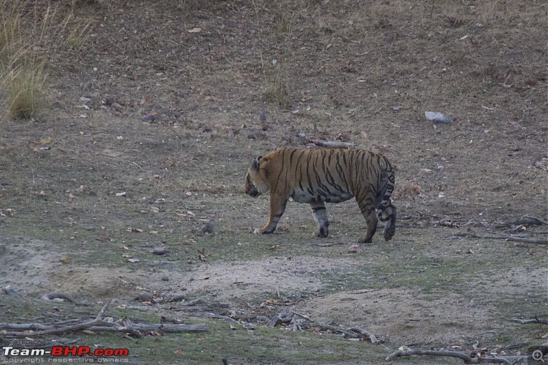 The Jungles of Pench-26.jpg