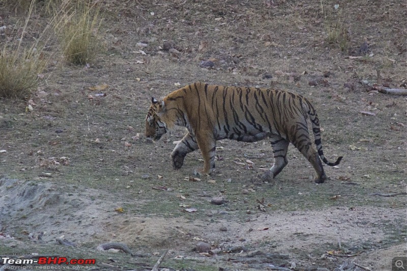 The Jungles of Pench-27.jpg