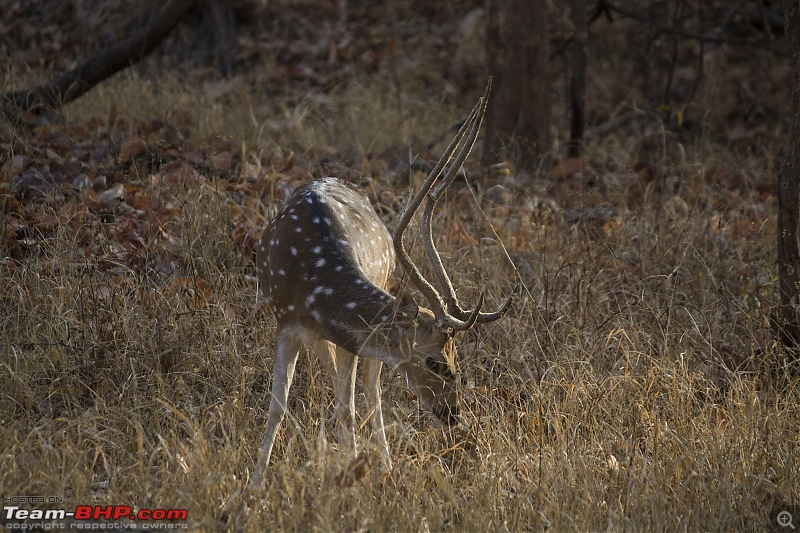 The Jungles of Pench-35.jpg