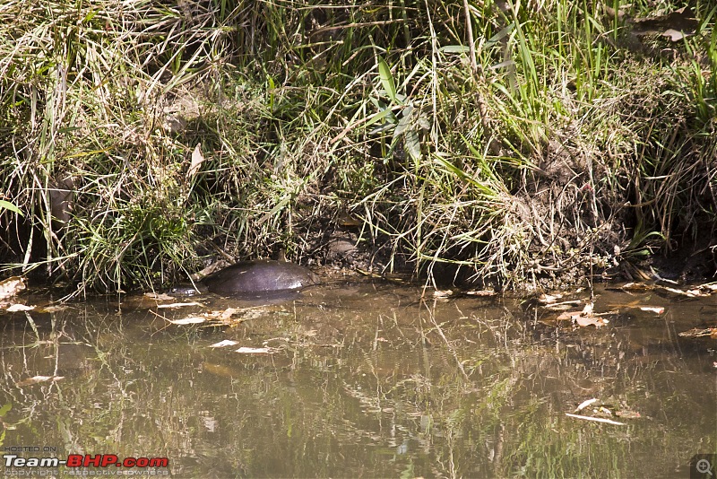 The Jungles of Pench-53.jpg