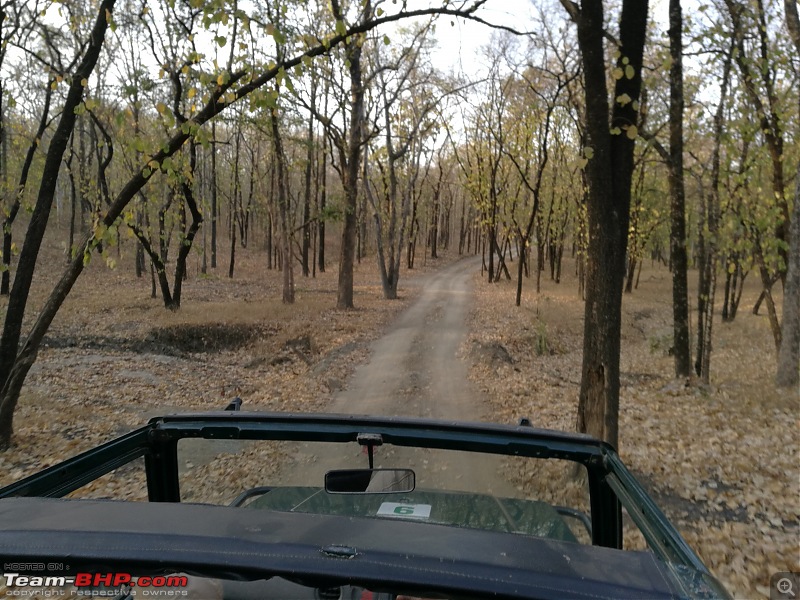 The Jungles of Pench-54_1.jpg