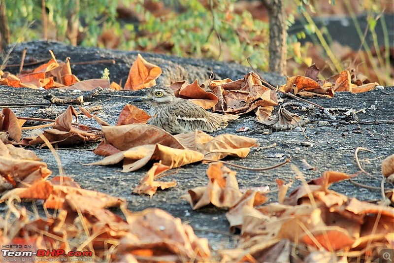 The Jungles of Pench-26.jpg